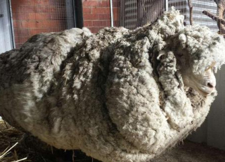澳母羊六年未剪毛积累重达44斤羊毛
