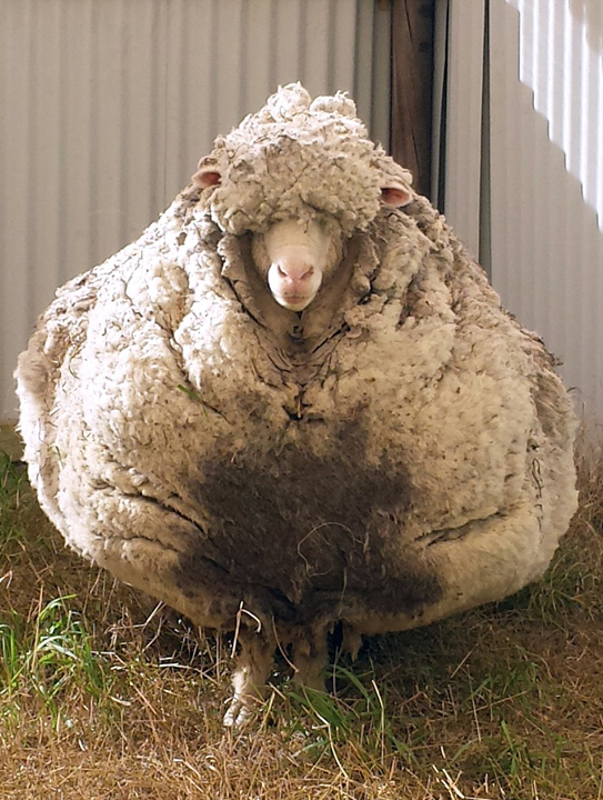 澳母羊六年未剪毛积累重达44斤羊毛