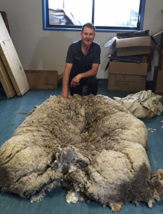 澳母羊六年未剪毛积累重达44斤羊毛