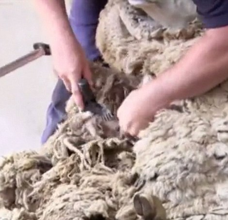 澳母羊六年未剪毛积累重达44斤羊毛