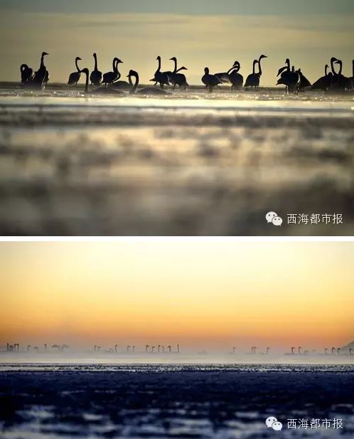 无人机航拍天鹅引争议：300多只一夜间剩几只