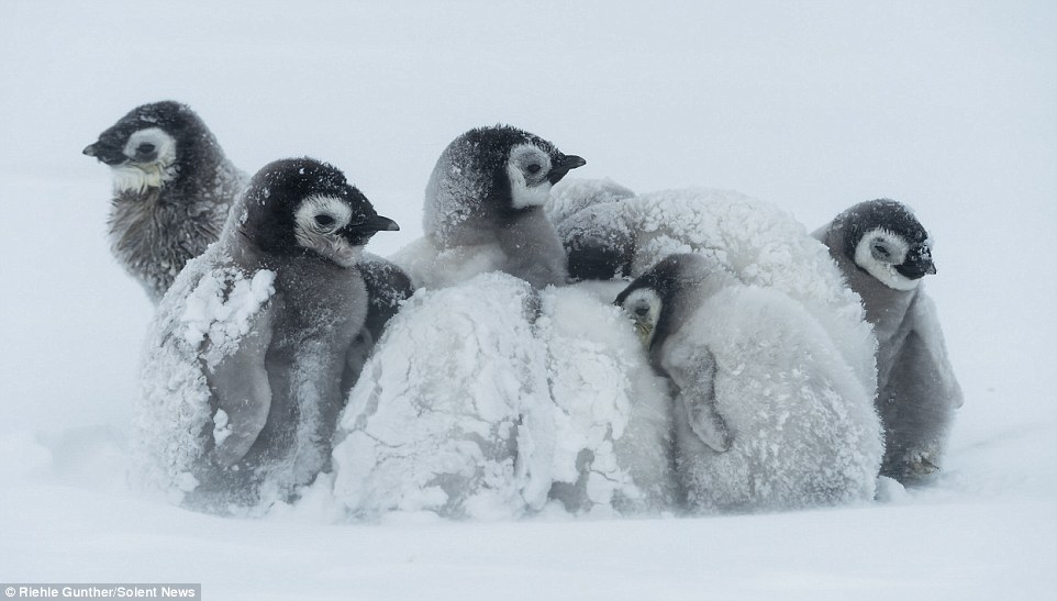 企鹅也怕冷 暴风雪中抱团取暖显萌态