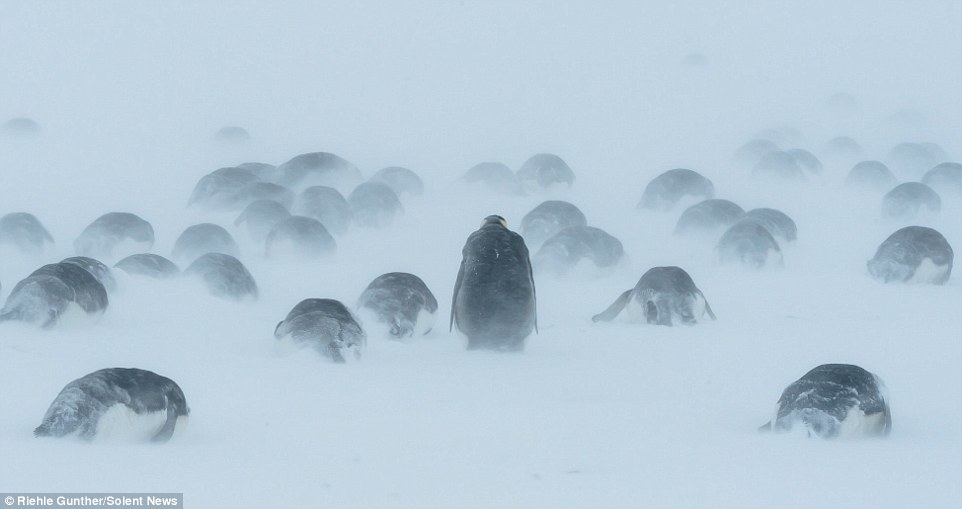企鹅也怕冷 暴风雪中抱团取暖显萌态