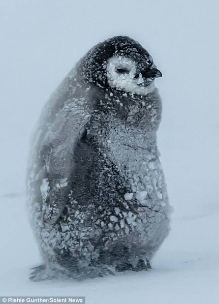 企鹅也怕冷 暴风雪中抱团取暖显萌态