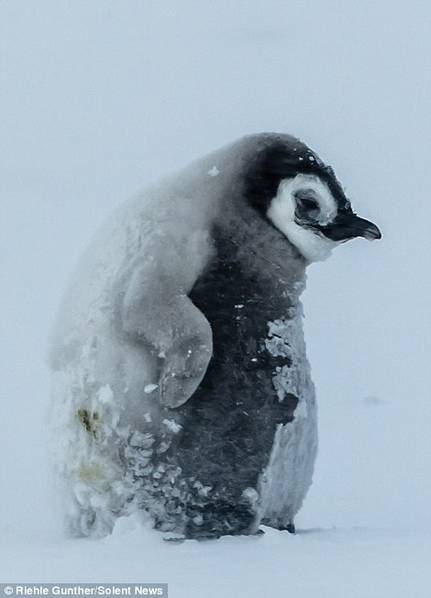 企鹅也怕冷 暴风雪中抱团取暖显萌态