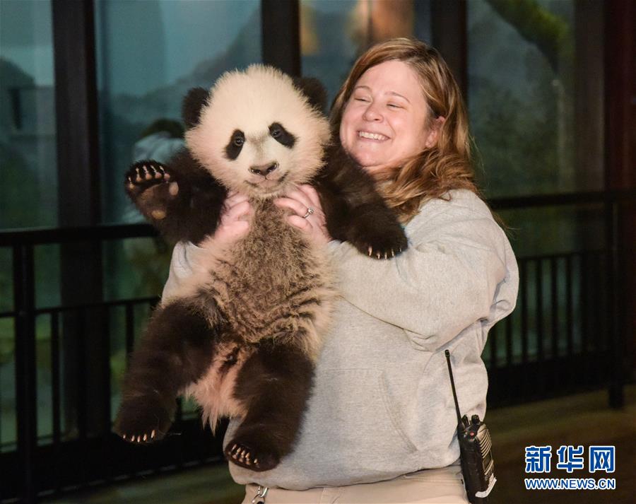 （国际）（3）华盛顿国家动物园的大熊猫“贝贝”接受体检
