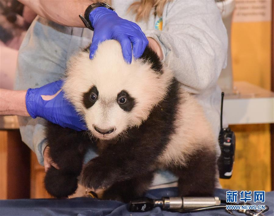 （国际）（2）华盛顿国家动物园的大熊猫“贝贝”接受体检