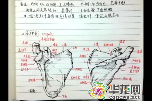 像这样手绘的骨骼图还有10余张。