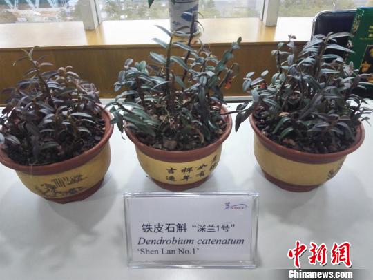 国际科研团队绘制成功“仙草”铁皮石斛全基因组图谱
