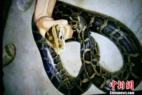 云南男子杀岩蟒吃肉“晒”朋友圈被捕