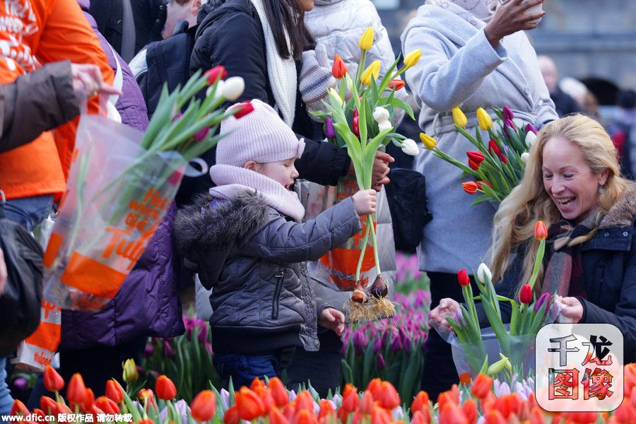 荷兰阿姆斯特丹庆祝国家郁金香日(3)-千龙网·