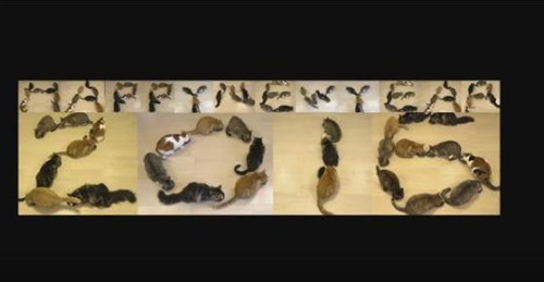 萌趣十足:猫咪组队贺新春排列整齐花样多(图)