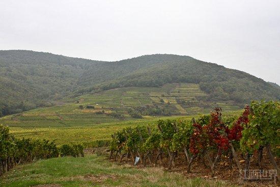 阿尔萨斯黑皮诺来了:记一个为红葡萄酒名誉而战的产区