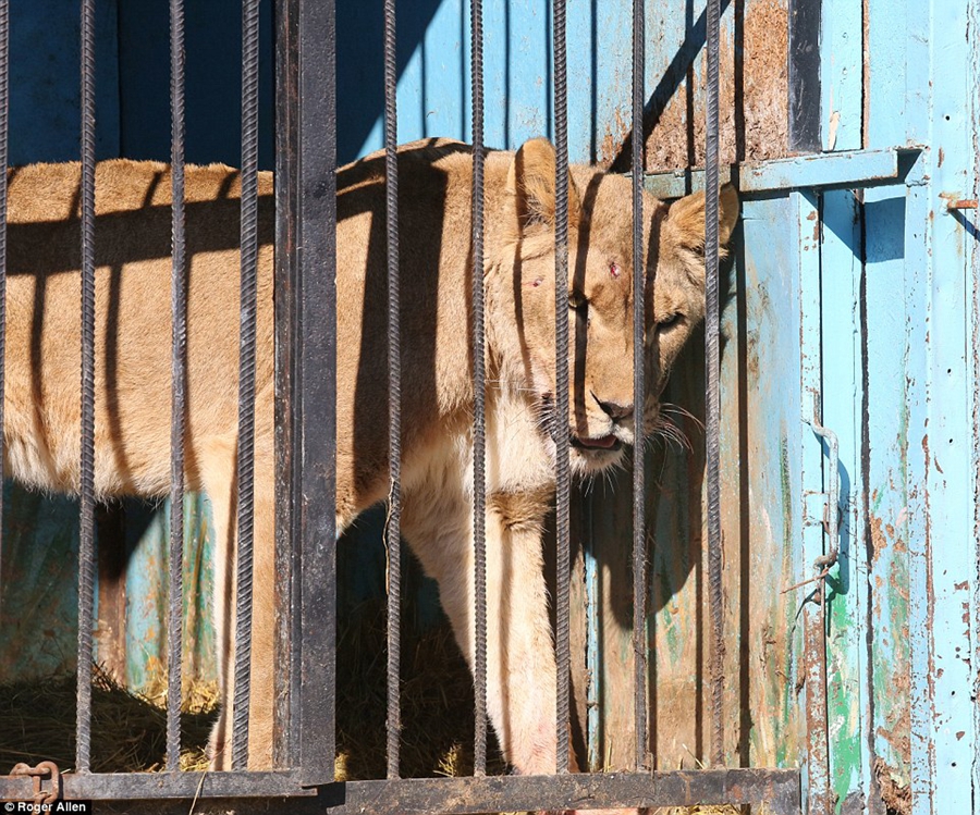 世界上最惨的动物园 7只动物靠屠宰场残渣维生