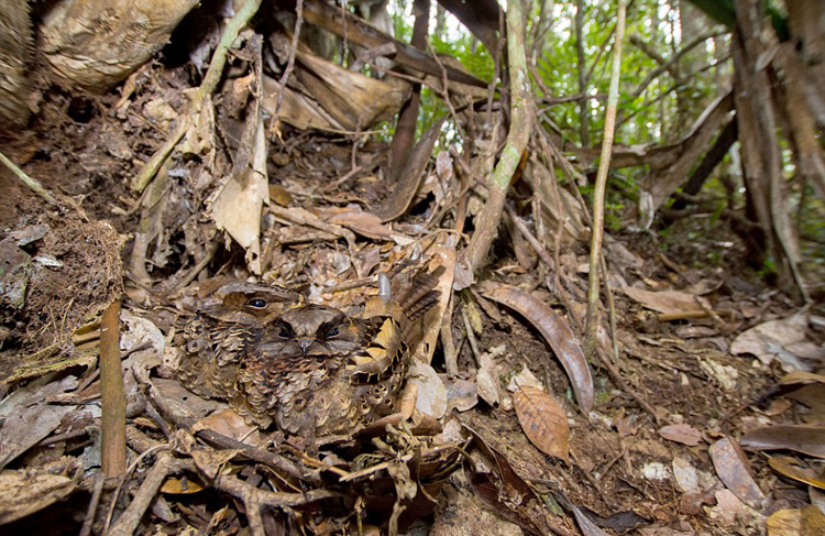 马达加斯加动物变身隐形专家让人惊叹-千龙网