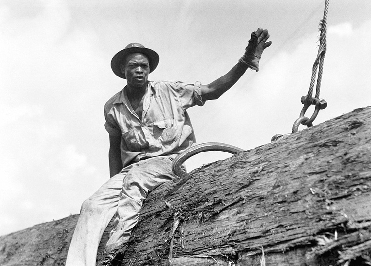 19世纪美国伐木工热衷与巨木合影(3)-千龙网·