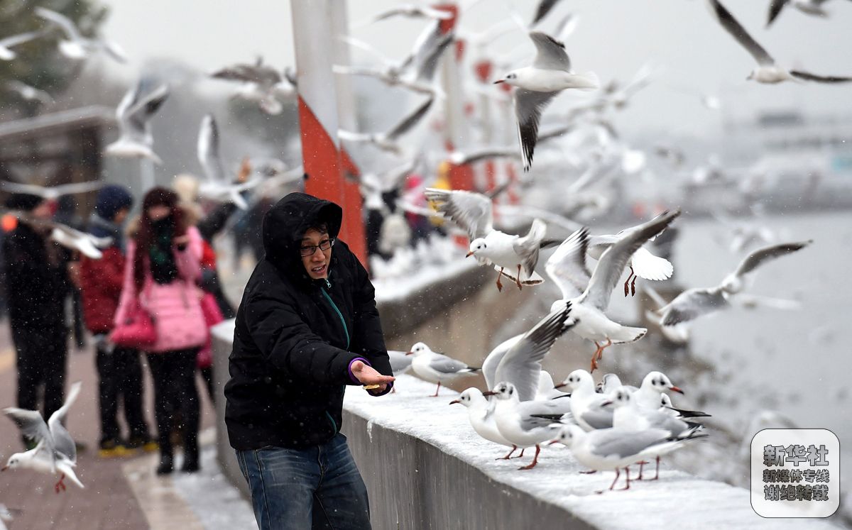 “春城”昆明下雪了(2)-千龙网·中国首都网