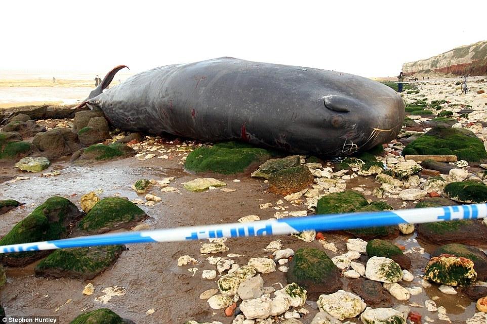 巨鲸海边搁浅死亡 长逾13米重30吨