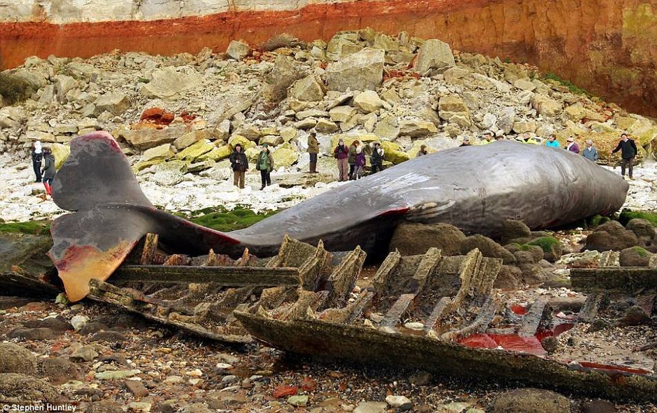 巨鲸海边搁浅死亡 长逾13米重30吨