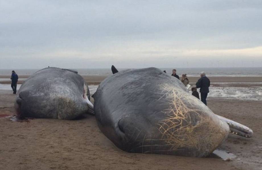 两头巨鲸搁浅死亡