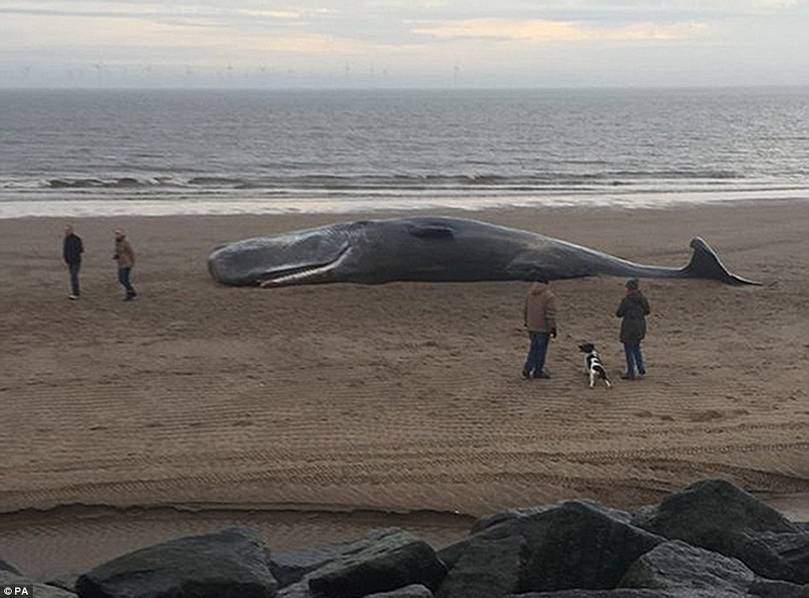两头巨鲸搁浅死亡