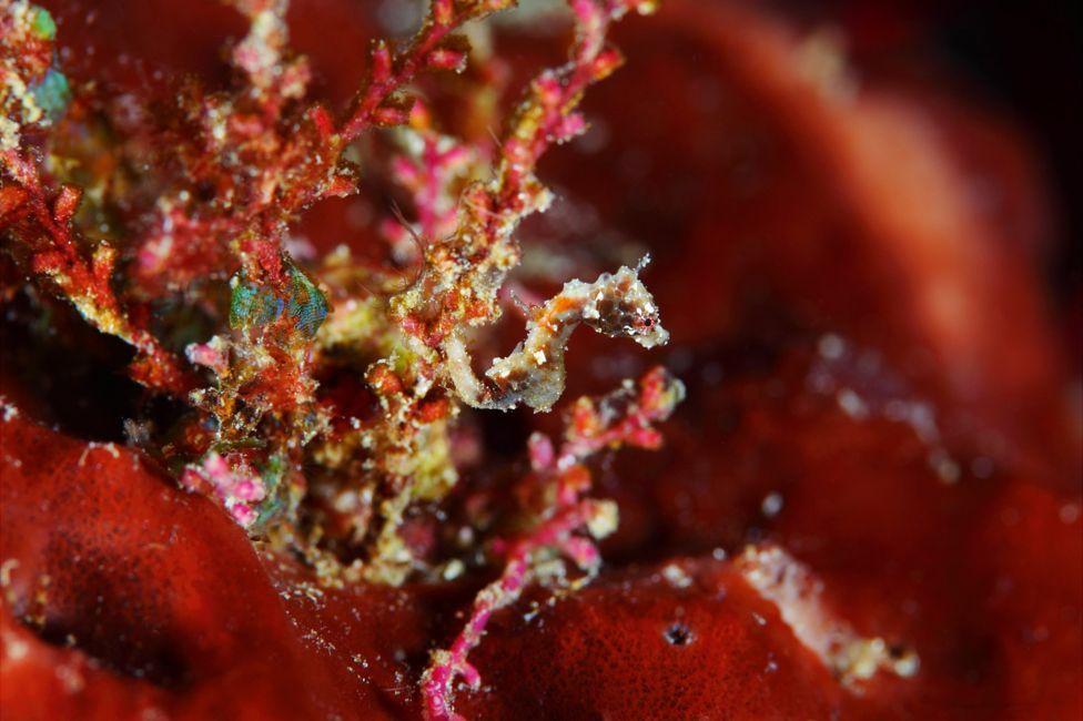迪拜摄影师拍精彩纷呈海底世界 大象水中游