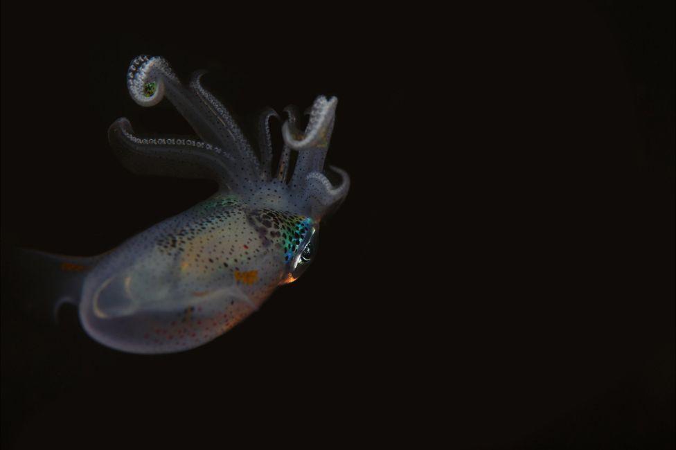 迪拜摄影师拍精彩纷呈海底世界 大象水中游