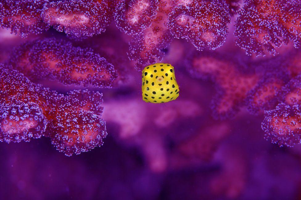 摄影师拍精彩纷呈海底世界 大象水中游