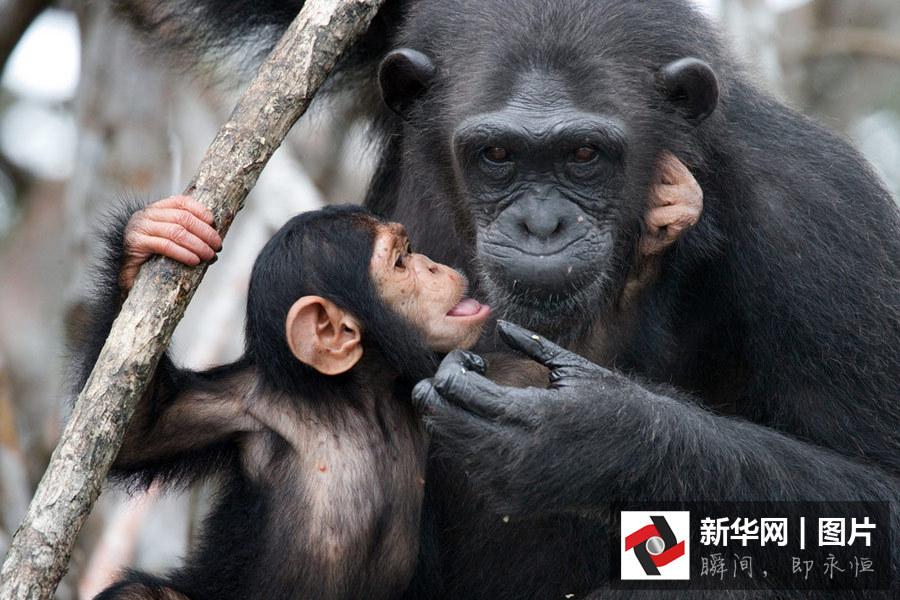 猩猩宝宝亲吻妈妈 画面好有爱