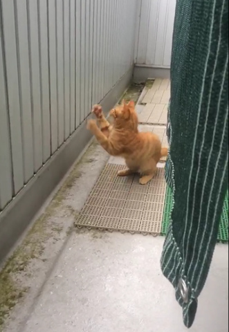 超萌：猫咪生平第一次看雪超惊喜反应逗趣（图）