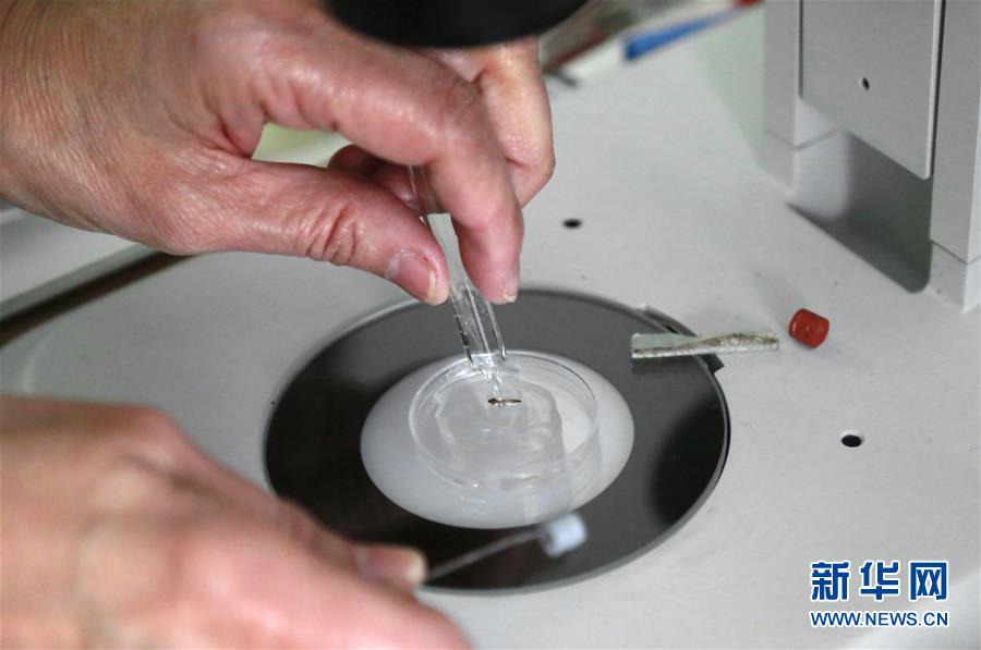 （国际）（2）世卫：寨卡病毒冬季在欧洲传播风险极低
