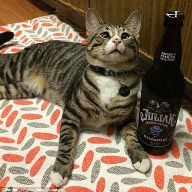 呆萌可爱：“担心猫”走红国外网络