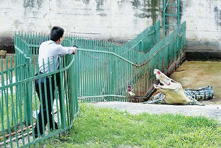男子遭熊扯掉手臂 细数那些动物园“惨案”