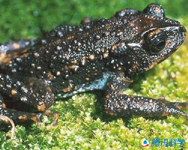 过去十年间可能已经灭绝的动物：渡渡鸟上榜