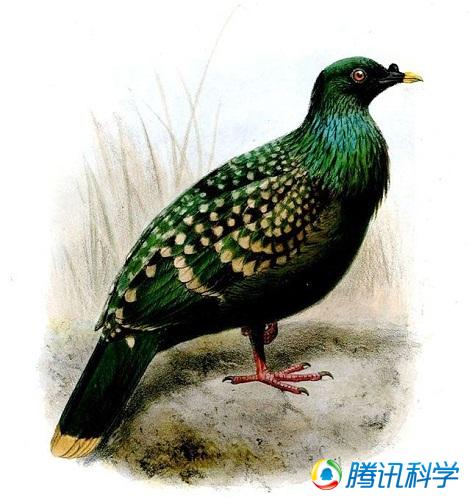 过去十年间可能已经灭绝的动物：渡渡鸟上榜