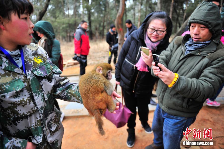 猴年将至 云南野生动物园萌猴亮相（组图）