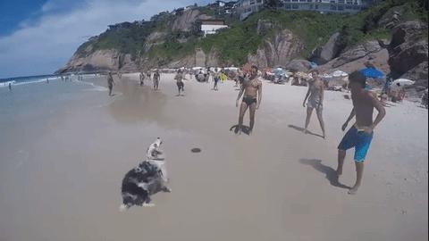 巴西狗狗沙滩秀惊人球技被称“犬界球星内马尔”