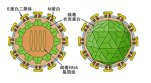 美国警告孕妇不要前往14个寨卡病毒疫情严重国家