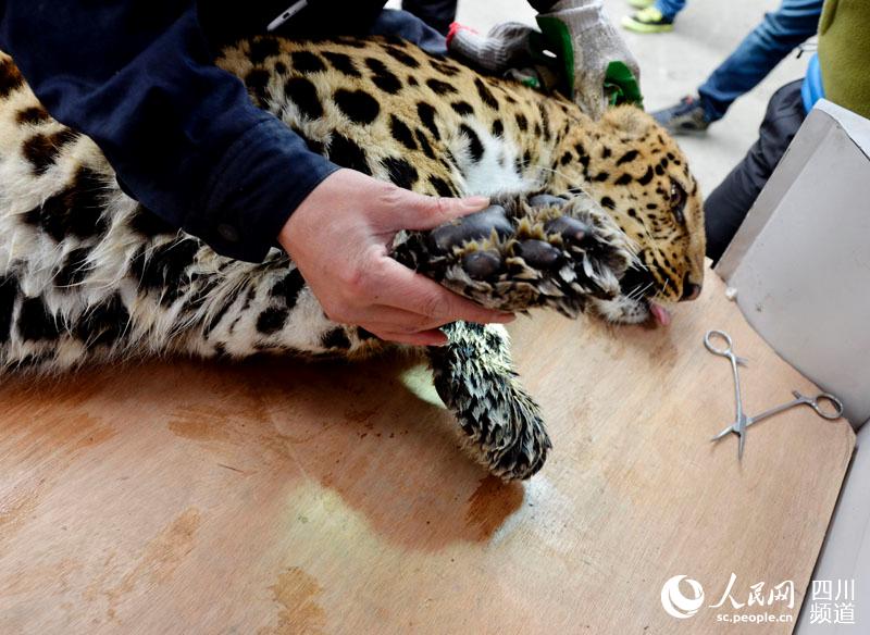 给豹子搬新家 总共分几步？