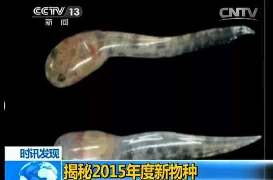 你肯定没见过！盘点2015年最新发现的十大新物种