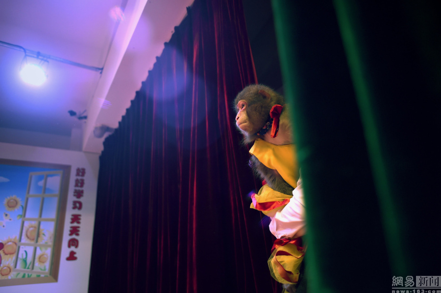 山东猴子培训学校
