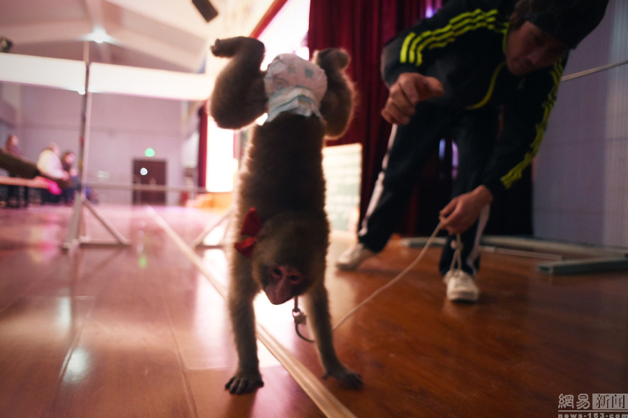山东猴子培训学校