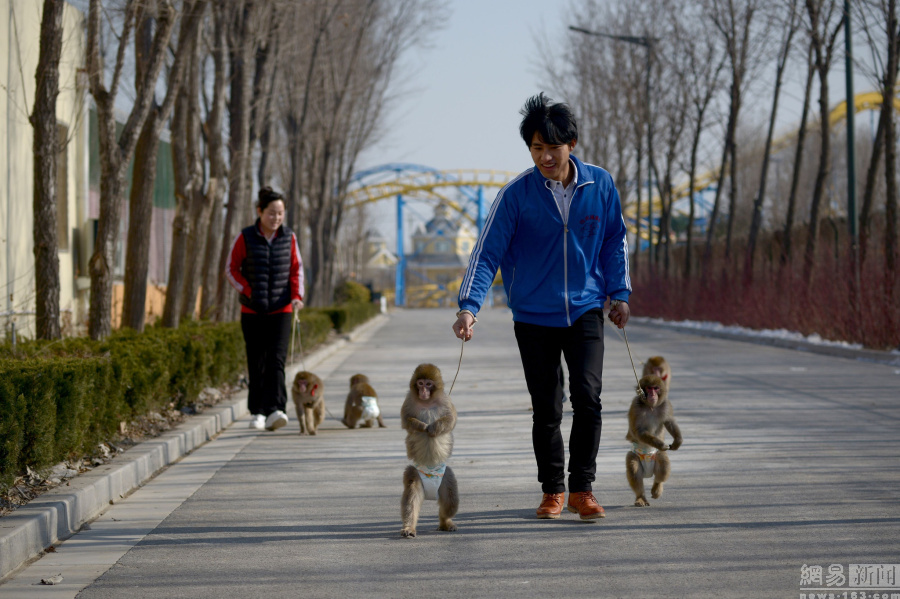 山东猴子培训学校