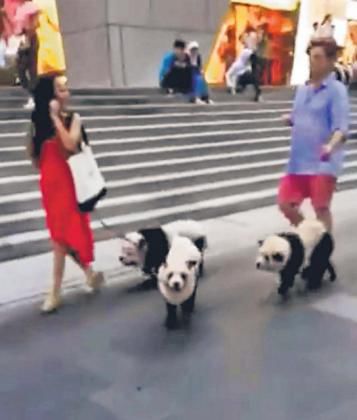 狗主人给松狮犬染色假扮熊猫带其逛街引围观（图）