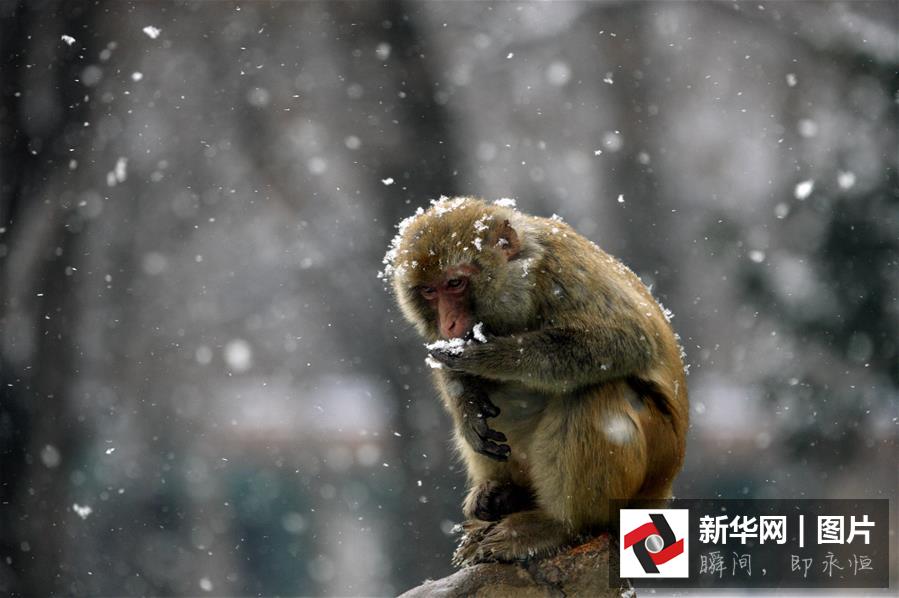 #（生态）（1）品雪