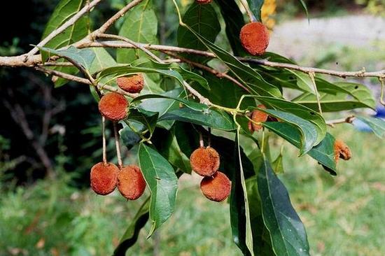 植物们的猴猴情缘：与猴有关的植物原来这么多