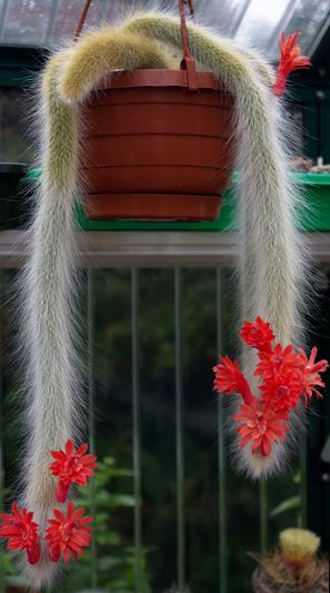 植物们的猴猴情缘：与猴有关的植物原来这么多