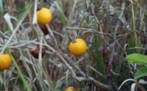 揭蔬果原始面貌：胡萝卜似树根 茄子带刺