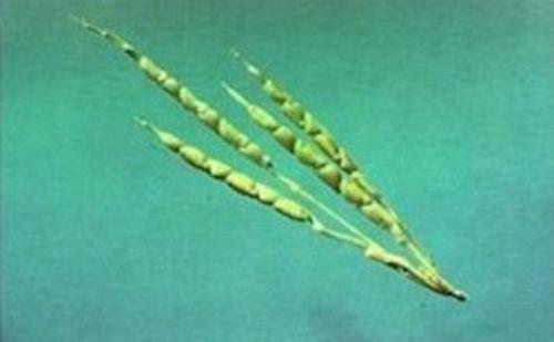 揭蔬果原始面貌：胡萝卜似树根 茄子带刺