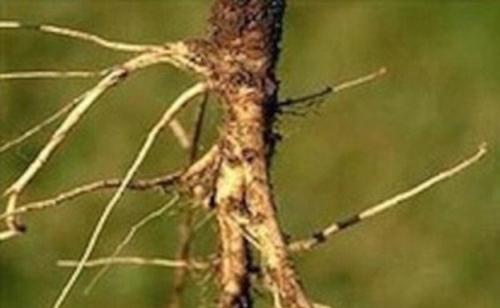 揭蔬果原始面貌：胡萝卜似树根 茄子带刺